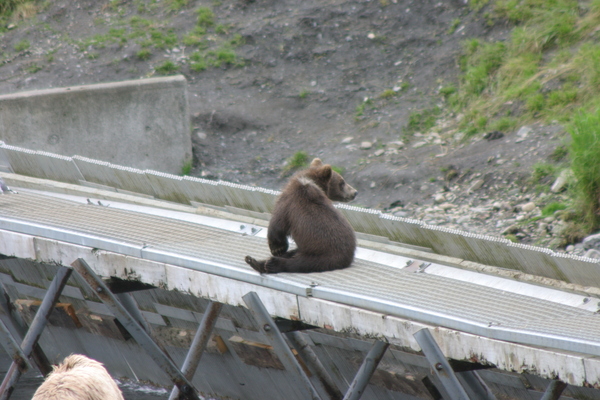 Bear Viewing Kodiak Island Alaska